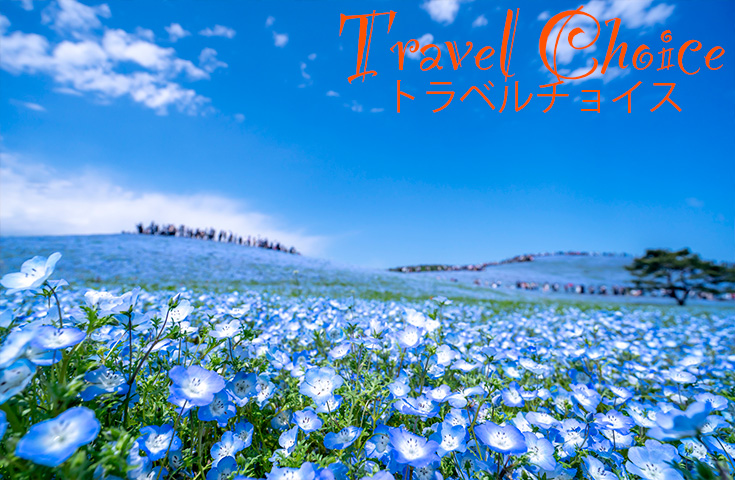新宿発]≪ダブル花三昧≫一面、青の絨毯！ひたち海浜公園で絶景