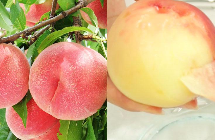 もも