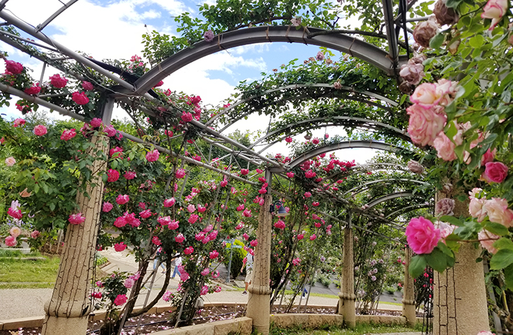 ���{��̒������ւ�A�n�C�W���́u�o����L�v