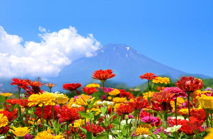 花の都