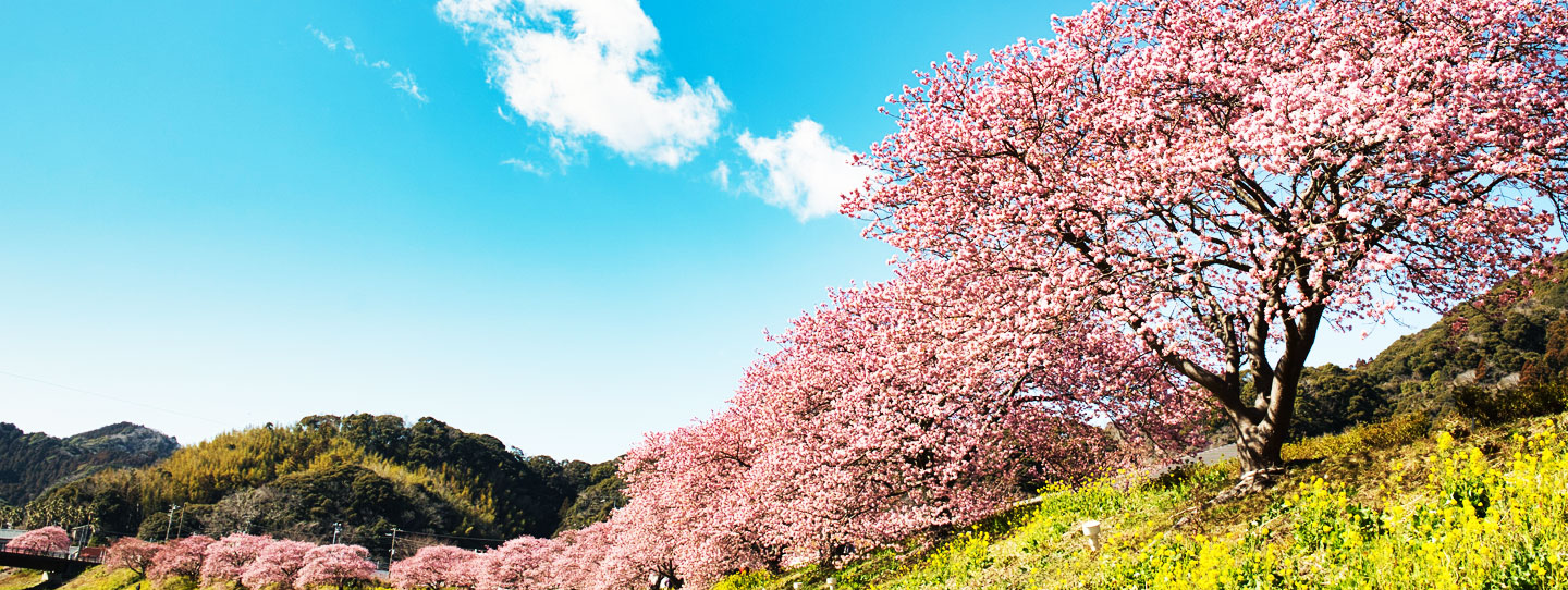 河津桜