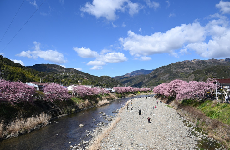 850本の河津桜