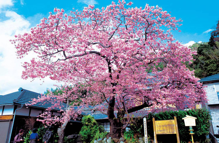 樹齢約65年。河津桜「原木」