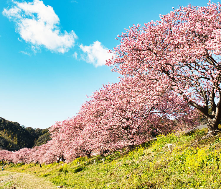 河津桜