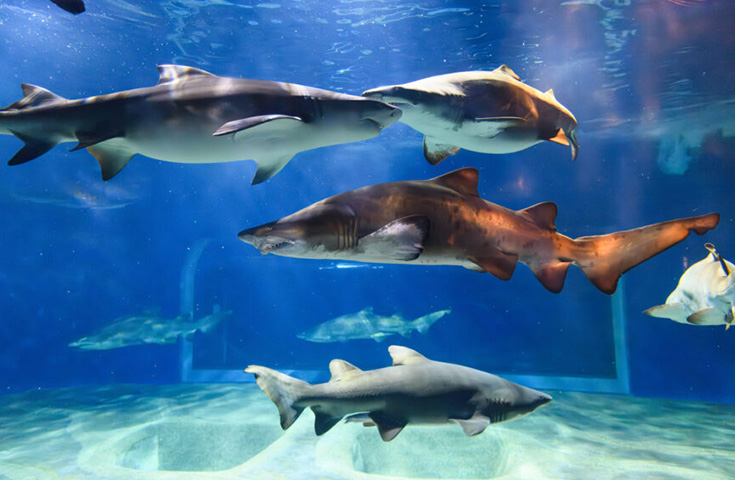 アクアワールド茨城県大洗水族館